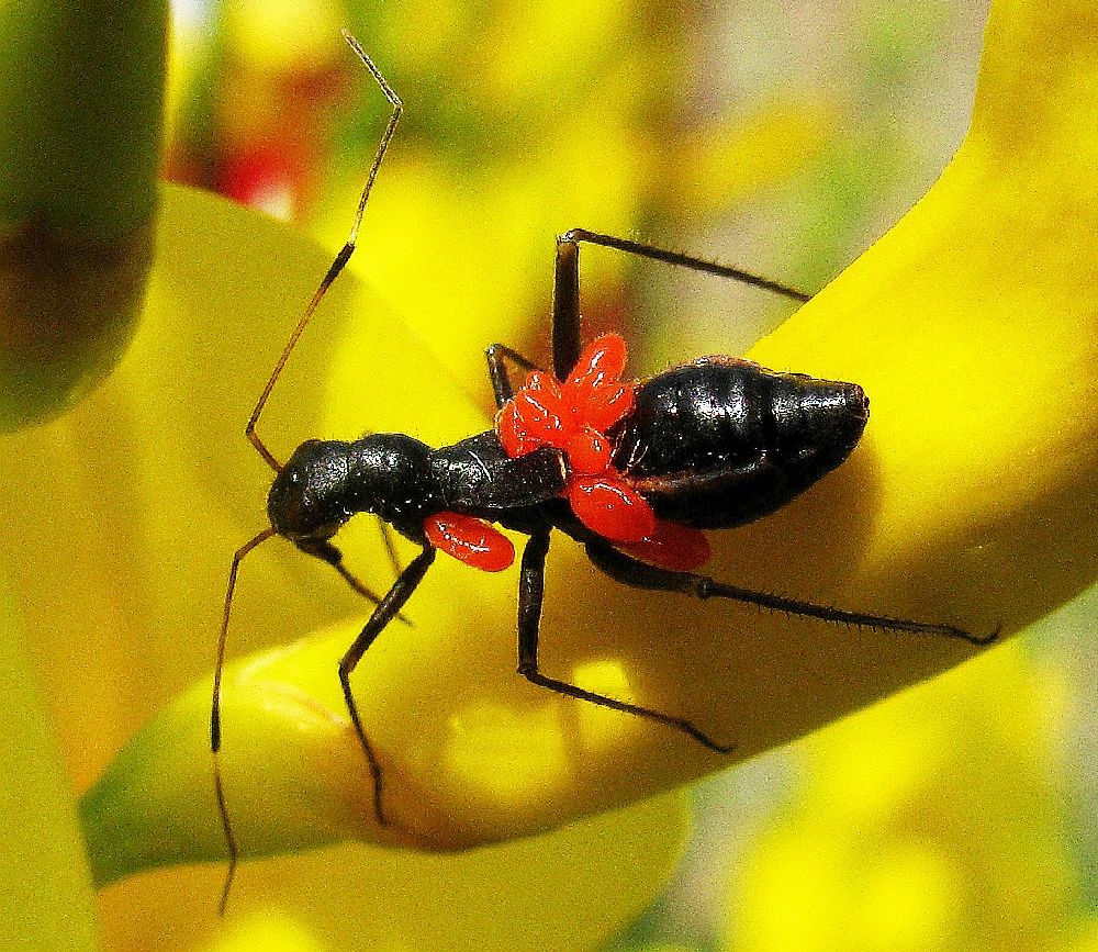 Miridae: Camponotidea saundersi di Istambul